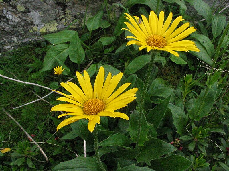 Doronicum clusii / Doronico del granito